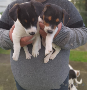 Photo №3. Jack-Russell-Terrier-Mix puppy for sale. Austria
