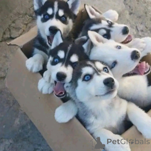 Photo №1. siberian husky - for sale in the city of Ishull-Shëngjin | 471$ | Announcement № 140567