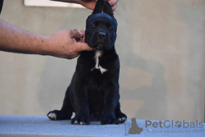 Photo №4. I will sell cane corso in the city of Gornji Milanovac. breeder - price - negotiated