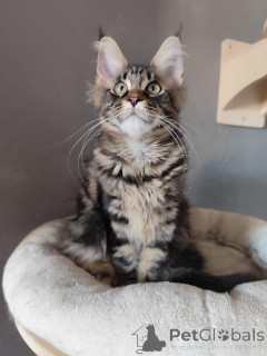 Photo №2 to announcement № 138032 for the sale of maine coon - buy in Spain private announcement
