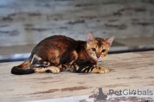Photo №4. I will sell bengal cat in the city of Eagle. from nursery - price - 195$