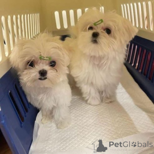 Photo №1. maltese dog - for sale in the city of Gräfelfing | 380$ | Announcement № 158719