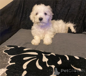 Photo №2 to announcement № 154624 for the sale of maltese dog - buy in Germany 