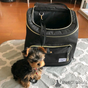 Photo №2 to announcement № 136410 for the sale of yorkshire terrier - buy in Germany breeder