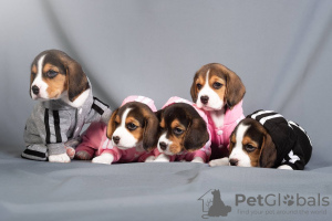 Photo №2 to announcement № 103662 for the sale of beagle - buy in Germany private announcement