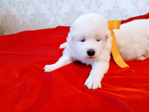 Additional photos: selling puppies Samoyed