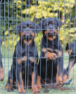 Additional photos: Rottweiler puppies