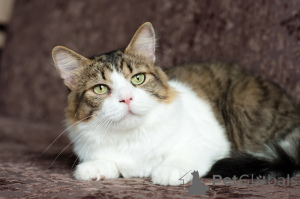 Photo №4. I will sell  in the city of Minsk. private announcement - price - Is free