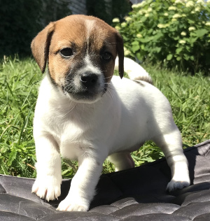 Photo №2 to announcement № 7015 for the sale of jack russell terrier - buy in Russian Federation private announcement