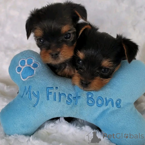 Photo №2 to announcement № 168169 for the sale of yorkshire terrier - buy in Belgium private announcement