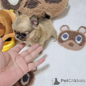 Photo №2 to announcement № 167179 for the sale of non-pedigree dogs - buy in United States breeder