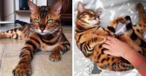 Photo №1. bengal cat - for sale in the city of Стамбул | 1585$ | Announcement № 40735