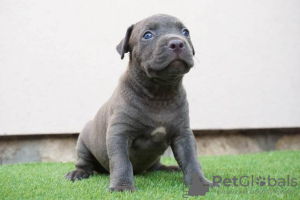 Photo №2 to announcement № 113559 for the sale of bull terrier - buy in Serbia 