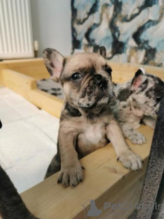 Photo №1. french bulldog - for sale in the city of Калифорния Сити | 700$ | Announcement № 108824