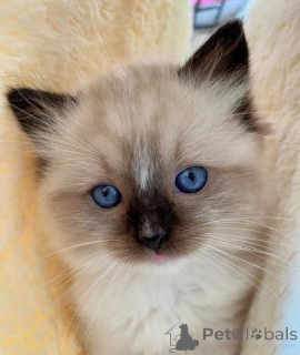 Photo №4. I will sell ragdoll in the city of London Borough of Camden. private announcement - price - negotiated