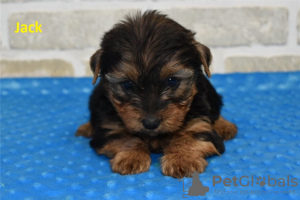 Photo №3. Awesome Yorkie puppies set to go. United States