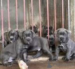 Photo №1. cane corso - for sale in the city of Brussels | 1135$ | Announcement № 167740