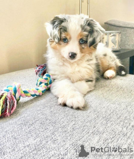 Photo №3. Australian shepherd Puppies Looking for loving homes. United Kingdom