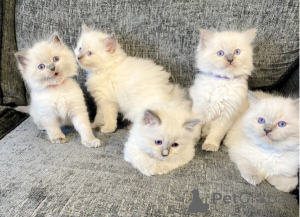 Photo №1. ragdoll - for sale in the city of Detmold | 361$ | Announcement № 172305