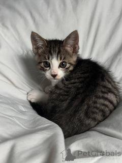 Photo №2 to announcement № 146293 for the sale of domestic cat - buy in Finland private announcement, breeder