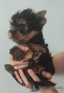 Photo №2 to announcement № 24039 for the sale of yorkshire terrier - buy in Turkey private announcement