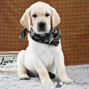 Photo №1. labrador retriever - for sale in the city of Berlin | 619$ | Announcement № 173205