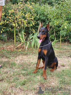 Photo №3. Dobermann female dog, young female dog. Serbia