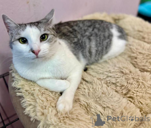 Photo №1.  - for sale in the city of Moscow river | Is free | Announcement № 160396