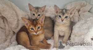 Photo №1. abyssinian cat - for sale in the city of Allensbach | 329$ | Announcement № 147316