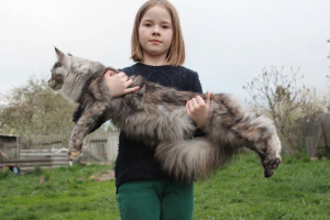 Photo №1. maine coon - for sale in the city of Bryansk | negotiated | Announcement № 6635