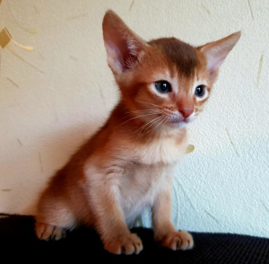 Photo №4. I will sell abyssinian cat in the city of Москва. from nursery, breeder - price - 311$