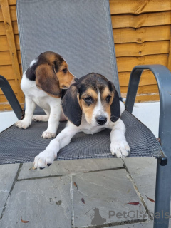 Additional photos: Pedigree Beagle puppies