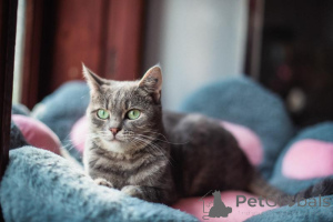 Photo №2 to announcement № 159485 for the sale of  - buy in Russian Federation from the shelter