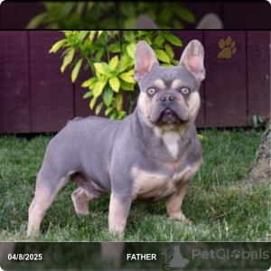 Photo №3. French bulldog. Germany