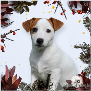 Photo №1. jack russell terrier - for sale in the city of Minsk | 240$ | Announcement № 30702