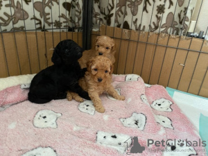 Photo №1. poodle (toy) - for sale in the city of Gradačac | 300$ | Announcement № 63500