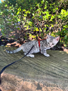 Photo №2 to announcement № 152540 for the sale of bengal cat - buy in Germany private announcement