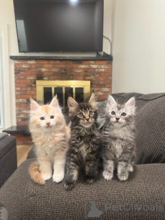Photo №1. maine coon - for sale in the city of Bielefeld | negotiated | Announcement № 177803