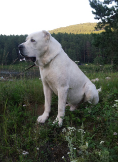 Photo №1. Mating service - breed: central asian shepherd dog. Price - negotiated