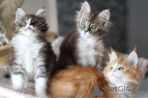 Photo №3. Tested Maine Coon Kittens available. Germany