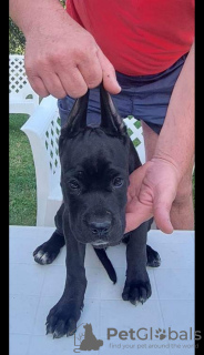 Photo №3. Cane Corso puppies for sale. Serbia