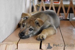 Photo №4. I will sell czechoslovakian wolfdog in the city of Yaroslavl. private announcement - price - negotiated