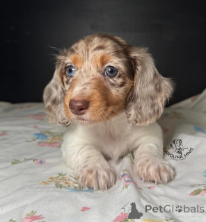 Photo №1. dachshund - for sale in the city of Leipzig | negotiated | Announcement № 164711
