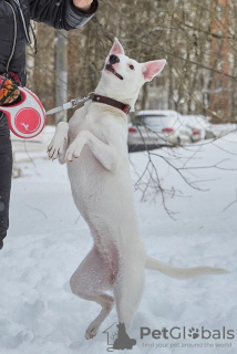 Photo №4. I will sell non-pedigree dogs in the city of Москва. private announcement - price - Is free