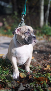 Additional photos: american bully