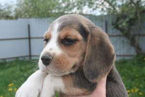 Photo №3. Beagle puppies from the champion, installments, delivery, kennel "Dogstyle. Belarus