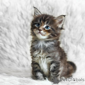 Photo №1. maine coon - for sale in the city of Гамбург | 659$ | Announcement № 138630