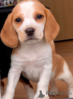 Photo №3. Beagle puppies. Belgium