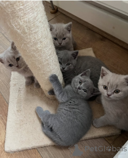 Photo №1. british shorthair - for sale in the city of Helsinki | 413$ | Announcement № 176256