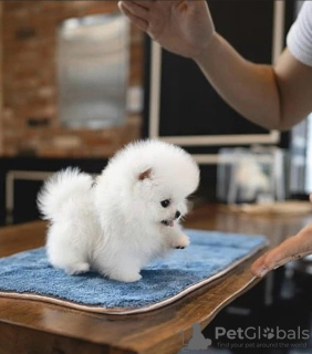 Photo №3. Cute little teacup Pomeranian puppy. United States